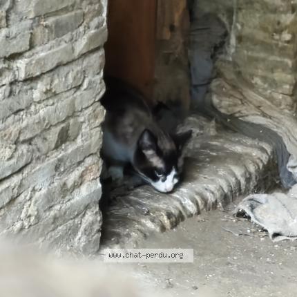 Photo 1/1 Found cat Found in Vienne