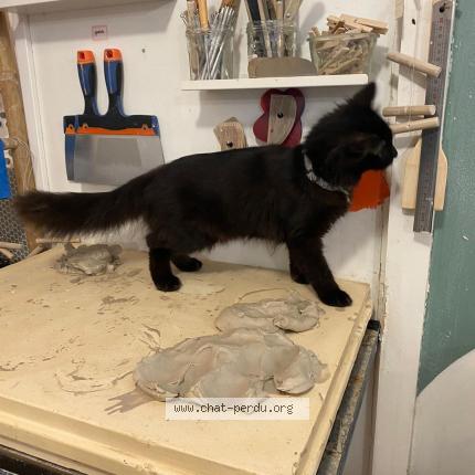 Photo 1/1 Found cat Found in Asnieres sur seine