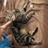 Picture of cat found at Vence