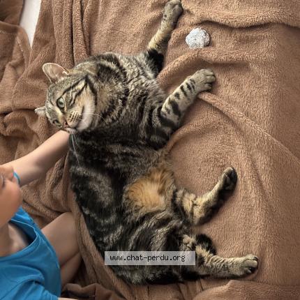 Photo 1/1 Found cat Found in Vence