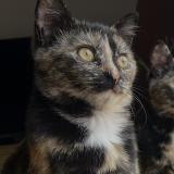 Picture of cat lost at Bouloc