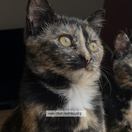 Photo 1/1 Zuri Chat lost in Bouloc