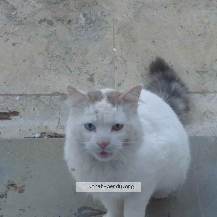 Photo 1/2 Found cat Found in Les cotes d arey