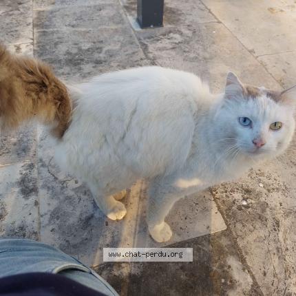 Photo 2/2 Found cat Found in Les cotes d arey