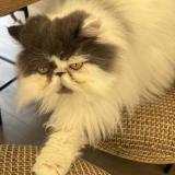 Picture of cat lost at Saint Gilles