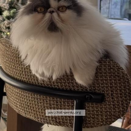 Photo 2/4 Olaf Chat lost in Saint gilles