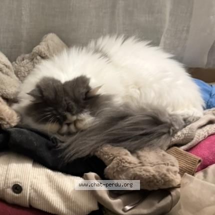 Photo 3/4 Olaf Chat lost in Saint gilles