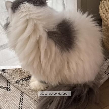 Photo 4/4 Olaf Chat lost in Saint gilles