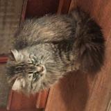 Picture of cat found at Plesse