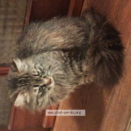 Photo 1/1 Found cat Found in Plesse