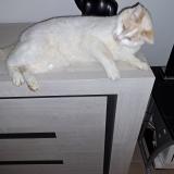 Pitchou