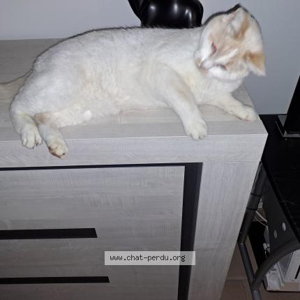 Foto van vermiste kat in Wavreille