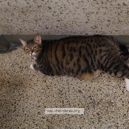 Photo 1/1 Found cat Found in Grenoble