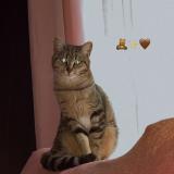 Picture of cat lost at Villeneuve D Ascq