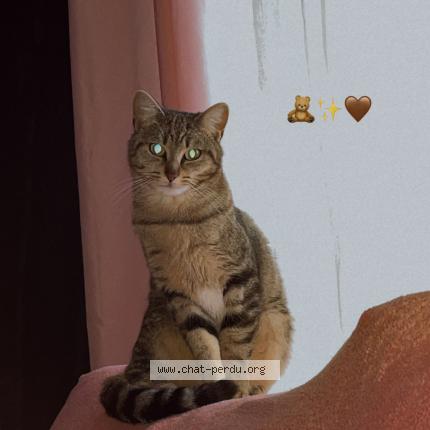 Photo 1/1 Souna Chat lost in Villeneuve d ascq