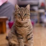 Picture of cat lost at Pontoise