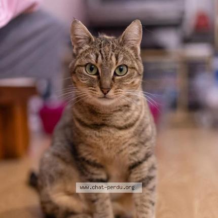 Photo 1/1 D&eacute;lia Chat lost in Pontoise