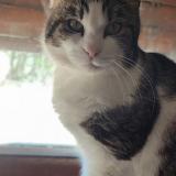 Picture of cat lost at Metz