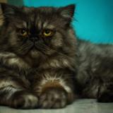 Picture of cat lost at Bengaluru