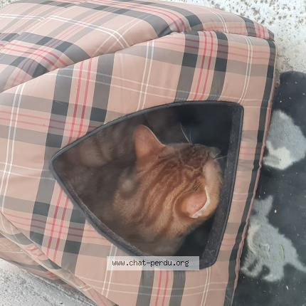 Photo 1/1 Found cat Found in Dole