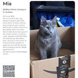 Picture of cat lost at Quebec City