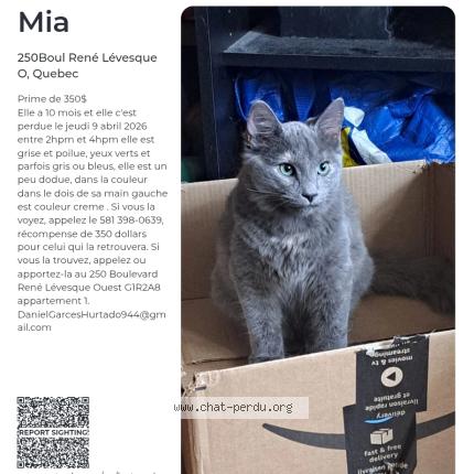 Photo 1/1 Mia Cat lost in Quebec City