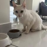 Picture of cat lost at La Rochelle