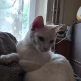 Picture of cat lost at Veuzain Sur Loire