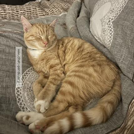 Foto van vermiste kat in Nodebais