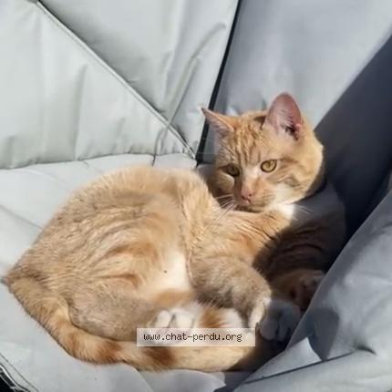 Foto 2/2 Kat teruggevonden Vermist in Nodebais