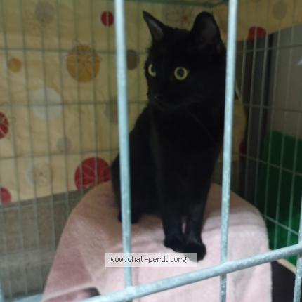 Picture of cat found at Perpignan