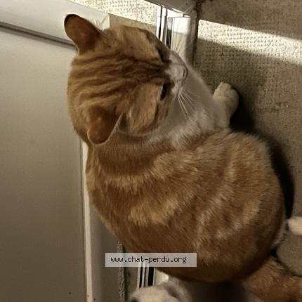 Picture of cat found at Golfech