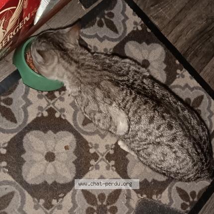 Photo 1/1 Found cat Found in Villeneuve d ascq