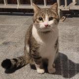 Picture of cat found at Strasbourg