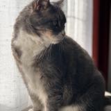 Picture of cat lost at Richebourg