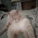 Picture of cat lost at Saint Restitut