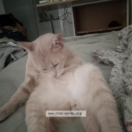 Photo 1/1 Simba Chat lost in Saint restitut