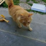 Picture of cat found at Toulouse