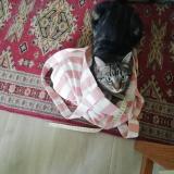 Picture of cat lost at Caen