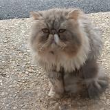 Picture of cat found at Brest