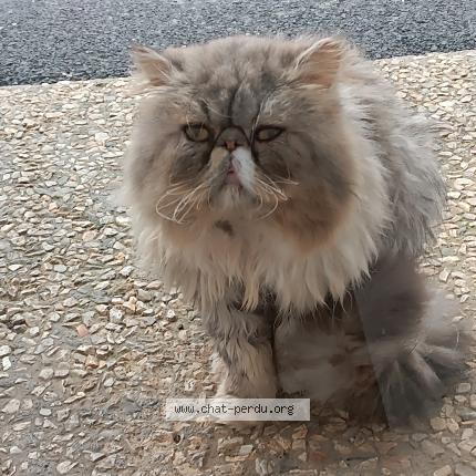 Photo 1/1 Found cat Found in Brest