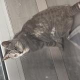 Picture of cat lost at Saint Saulve