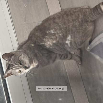 Photo 1/1 Tom Chat lost in Saint saulve