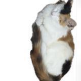 Picture of cat lost at Toulouse