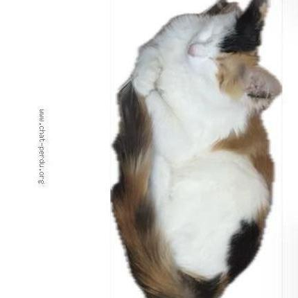 Photo 1/3 Patofa Chat lost in Toulouse