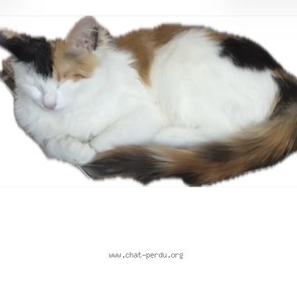 Photo 3/3 Patofa Chat lost in Toulouse