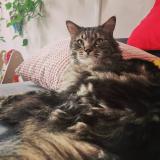 Picture of cat lost at Nantes