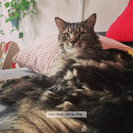 Photo 1/1 Léon Chat lost in Nantes