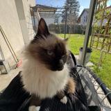 Picture of cat lost at Gaillard