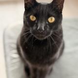 Picture of cat lost at Arzal